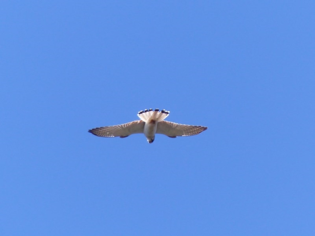 Falco cenchroides at Black Range, NSW - 28 Sep 2020