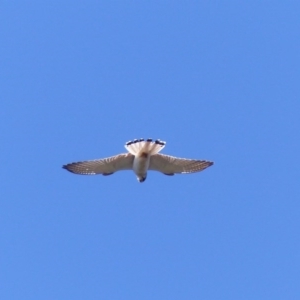 Falco cenchroides at Black Range, NSW - 28 Sep 2020