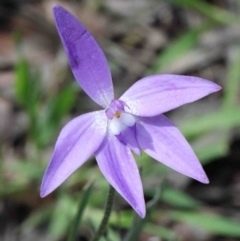 Glossodia major (Wax Lip Orchid) at O'Connor, ACT - 26 Sep 2020 by ConBoekel