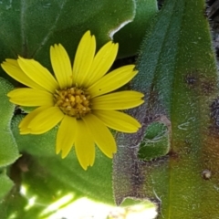 Cymbonotus sp. (preissianus or lawsonianus) (Bears Ears) at Turallo Nature Reserve - 28 Sep 2020 by tpreston