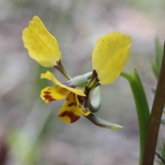 Diuris nigromontana (Black Mountain Leopard Orchid) at Dryandra St Woodland - 26 Sep 2020 by ConBoekel