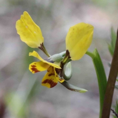Diuris nigromontana (Black Mountain Leopard Orchid) at Dryandra St Woodland - 26 Sep 2020 by ConBoekel