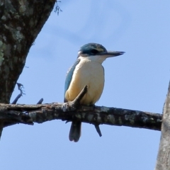 Todiramphus sanctus (Sacred Kingfisher) at Burradoo - 28 Sep 2020 by Snowflake