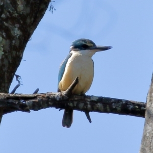 Todiramphus sanctus at Burradoo - 28 Sep 2020