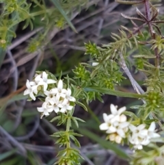 Asperula conferta (Common Woodruff) at Bungendore, NSW - 28 Sep 2020 by trevorpreston