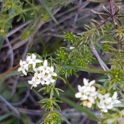 Asperula conferta (Common Woodruff) at Bungendore, NSW - 28 Sep 2020 by trevorpreston