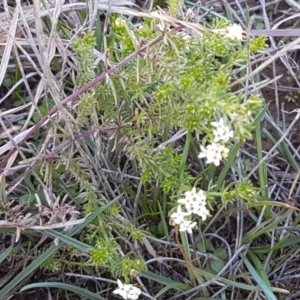 Asperula conferta at Bungendore, NSW - 28 Sep 2020 01:17 PM