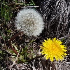 Taraxacum sect. Taraxacum (Dandelion) at Bungendore, NSW - 28 Sep 2020 by trevorpreston