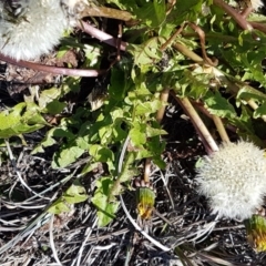 Taraxacum sect. Taraxacum at Bungendore, NSW - 28 Sep 2020 01:21 PM