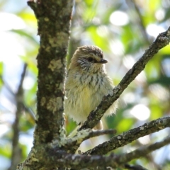 Acanthiza lineata (Striated Thornbill) at Wingecarribee Local Government Area - 28 Sep 2020 by Snowflake