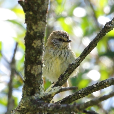 Acanthiza lineata (Striated Thornbill) at Wingecarribee Local Government Area - 28 Sep 2020 by Snowflake