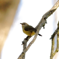 Acanthiza lineata (Striated Thornbill) at Burradoo - 28 Sep 2020 by Snowflake