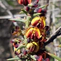 Daviesia genistifolia (Broom Bitter Pea) at Bungendore, NSW - 28 Sep 2020 by tpreston