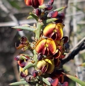 Daviesia genistifolia at Bungendore, NSW - 28 Sep 2020