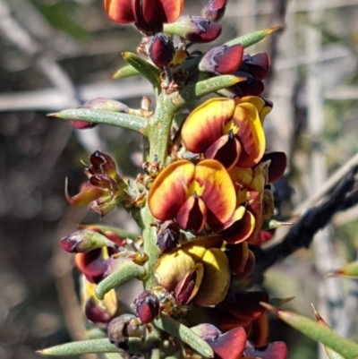 Daviesia genistifolia (Broom Bitter Pea) at Bungendore, NSW - 28 Sep 2020 by trevorpreston