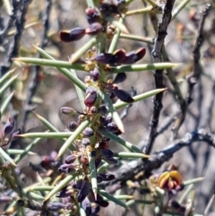 Daviesia genistifolia at Bungendore, NSW - 28 Sep 2020