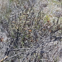 Daviesia genistifolia at Bungendore, NSW - 28 Sep 2020 01:12 PM