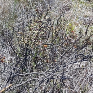 Daviesia genistifolia at Bungendore, NSW - 28 Sep 2020