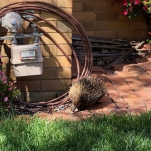 Tachyglossus aculeatus at Aranda, ACT - 28 Sep 2020