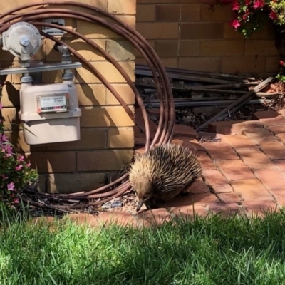 Tachyglossus aculeatus (Short-beaked Echidna) at Aranda, ACT - 28 Sep 2020 by KMcCue