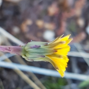 Hypochaeris radicata at Bungendore, NSW - 28 Sep 2020