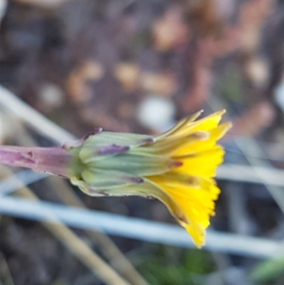 Hypochaeris radicata (Cat's Ear, Flatweed) at Bungendore, NSW - 28 Sep 2020 by tpreston