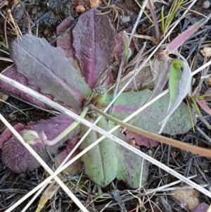 Hypochaeris radicata at Bungendore, NSW - 28 Sep 2020