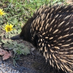 Tachyglossus aculeatus (Short-beaked Echidna) at Ettamogah, NSW - 28 Sep 2020 by GeoffHudson