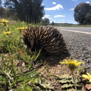 Tachyglossus aculeatus at Ettamogah, NSW - 28 Sep 2020 12:56 PM