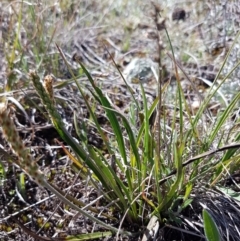 Plantago gaudichaudii (Narrow Plantain) at Bungendore, NSW - 28 Sep 2020 by trevorpreston