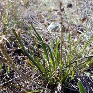 Plantago gaudichaudii at Bungendore, NSW - 28 Sep 2020 01:09 PM