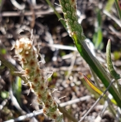 Plantago gaudichaudii at Bungendore, NSW - 28 Sep 2020