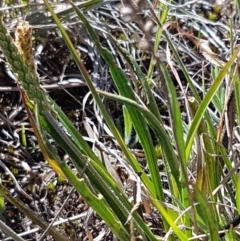 Plantago gaudichaudii at Bungendore, NSW - 28 Sep 2020 01:09 PM