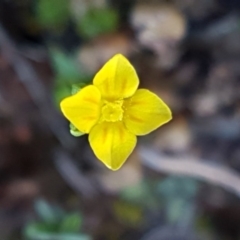 Cicendia quadrangularis (Oregon Timwort) at Bungendore, NSW - 28 Sep 2020 by trevorpreston