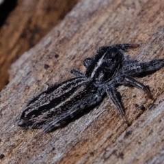 Holoplatys sp. (genus) (Unidentified Holoplatys jumping spider) at Coree, ACT - 28 Sep 2020 by Kurt
