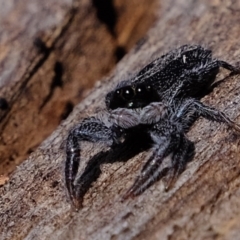 Holoplatys sp. (genus) at Coree, ACT - 28 Sep 2020