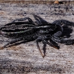 Holoplatys sp. (genus) at Coree, ACT - 28 Sep 2020