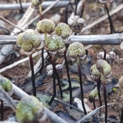 Asterella drummondii (A thallose liverwort) at Turallo Nature Reserve - 28 Sep 2020 by trevorpreston