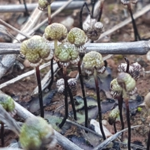 Asterella drummondii at Bungendore, NSW - 28 Sep 2020 01:00 PM