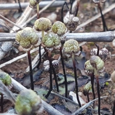 Asterella drummondii (A thallose liverwort) at Bungendore, NSW - 28 Sep 2020 by trevorpreston