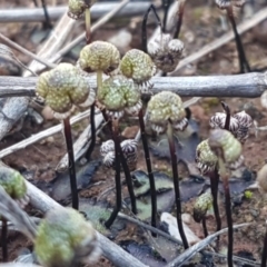 Asterella drummondii (A thallose liverwort) at Bungendore, NSW - 28 Sep 2020 by tpreston