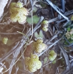 Asterella drummondii at Bungendore, NSW - 28 Sep 2020