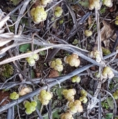 Asterella drummondii at Bungendore, NSW - 28 Sep 2020 01:00 PM