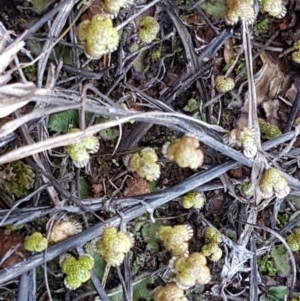 Asterella drummondii at Bungendore, NSW - 28 Sep 2020 01:00 PM