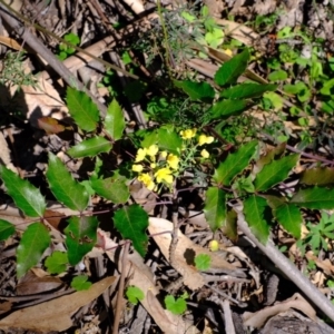 Berberis aquifolium at Coree, ACT - 28 Sep 2020