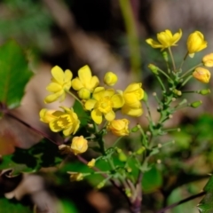 Berberis aquifolium at Coree, ACT - 28 Sep 2020