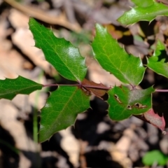 Berberis aquifolium at Coree, ACT - 28 Sep 2020