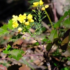 Berberis aquifolium at Coree, ACT - 28 Sep 2020