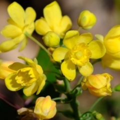 Berberis aquifolium at Coree, ACT - 28 Sep 2020