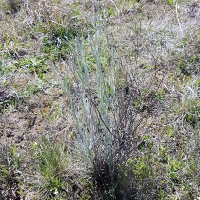 Senecio quadridentatus (Cotton Fireweed) at Bungendore, NSW - 28 Sep 2020 by trevorpreston